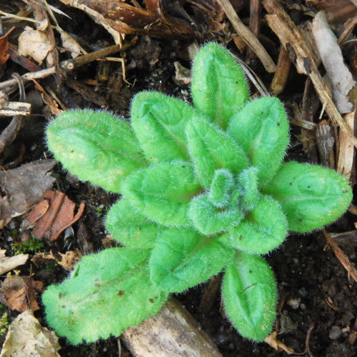 Primula Watsonii