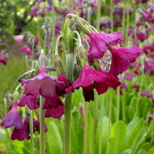Primula Waltonii