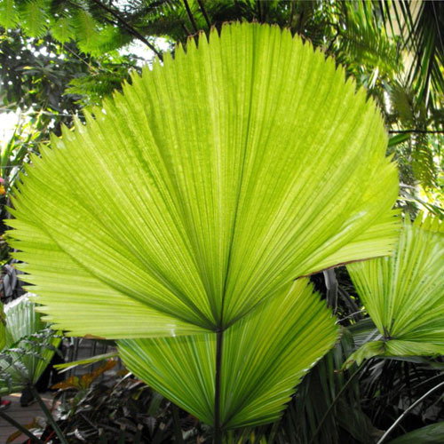 Licuala Grandis