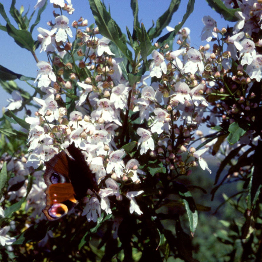 Prostanthera Lasianthos