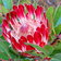 Protea Obtusifolia
