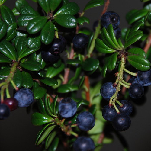 Sloe