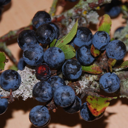Sloe