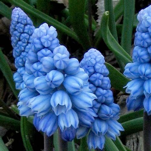 Pseudomuscari Azureumjpg