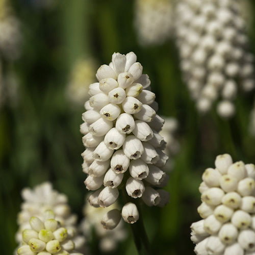 Pseudo Muscari Azureum Alba