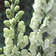 Aconitum Ivorine