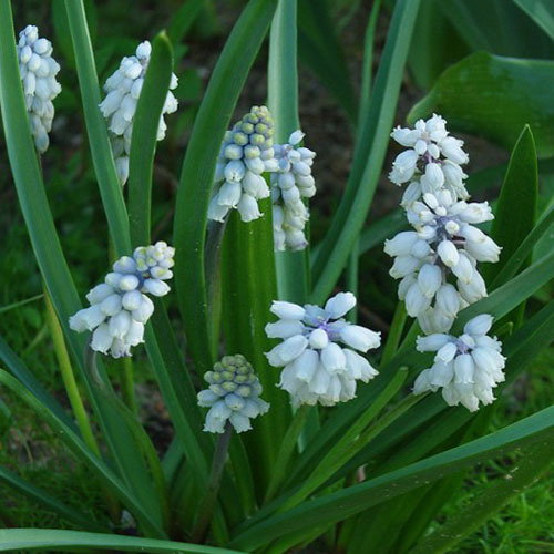 Psedudomuscari Pallens