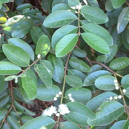 Psidium Acutangulum