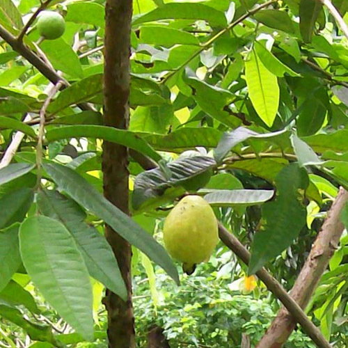 Psidium Guajava