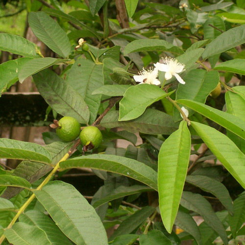 Psidium Guajava