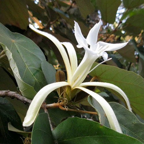 Pterospermum Acerifolium