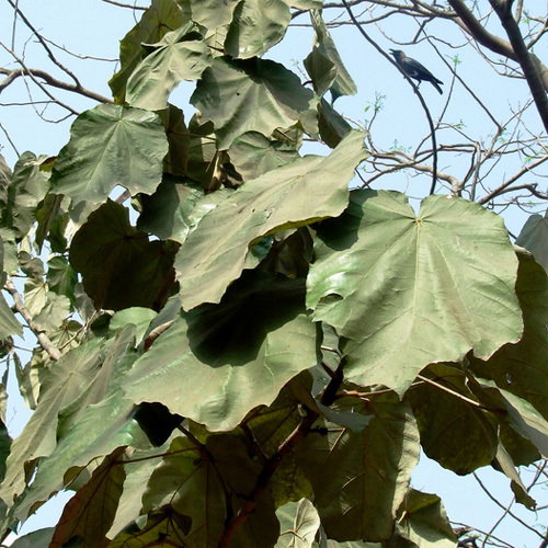 Dinner Plate Tree