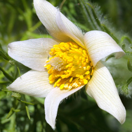 Pulsatilla Vulgaris Weisse Schwan