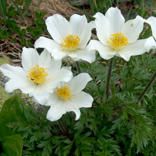 Pulsatilla Alpina