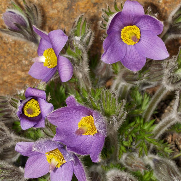 Pulsatilla Campanella