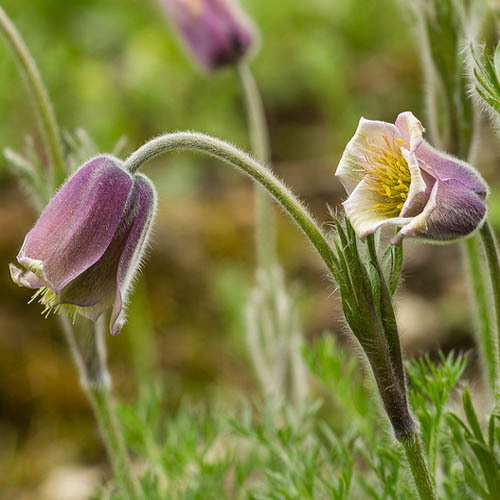 Pulstailla Georgica