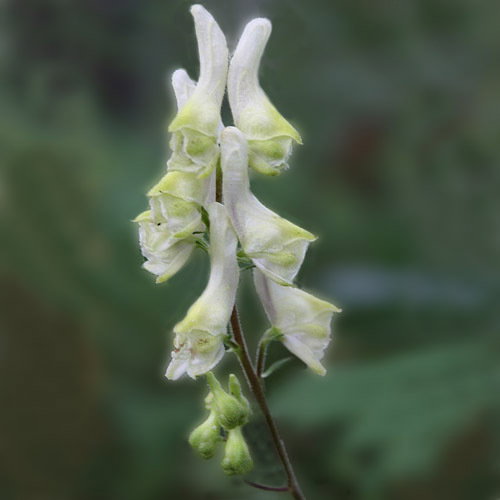 Aconitum Kryowii