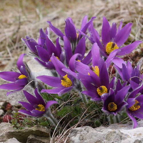 Pulsatilla Montana