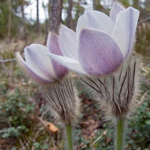 Pulsatilla Vernalis New