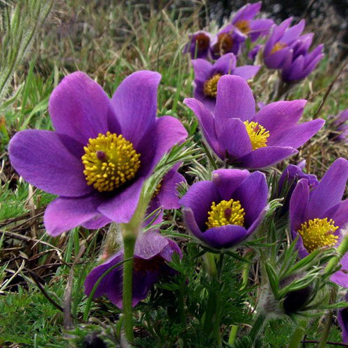 Pulsatillavulgaris