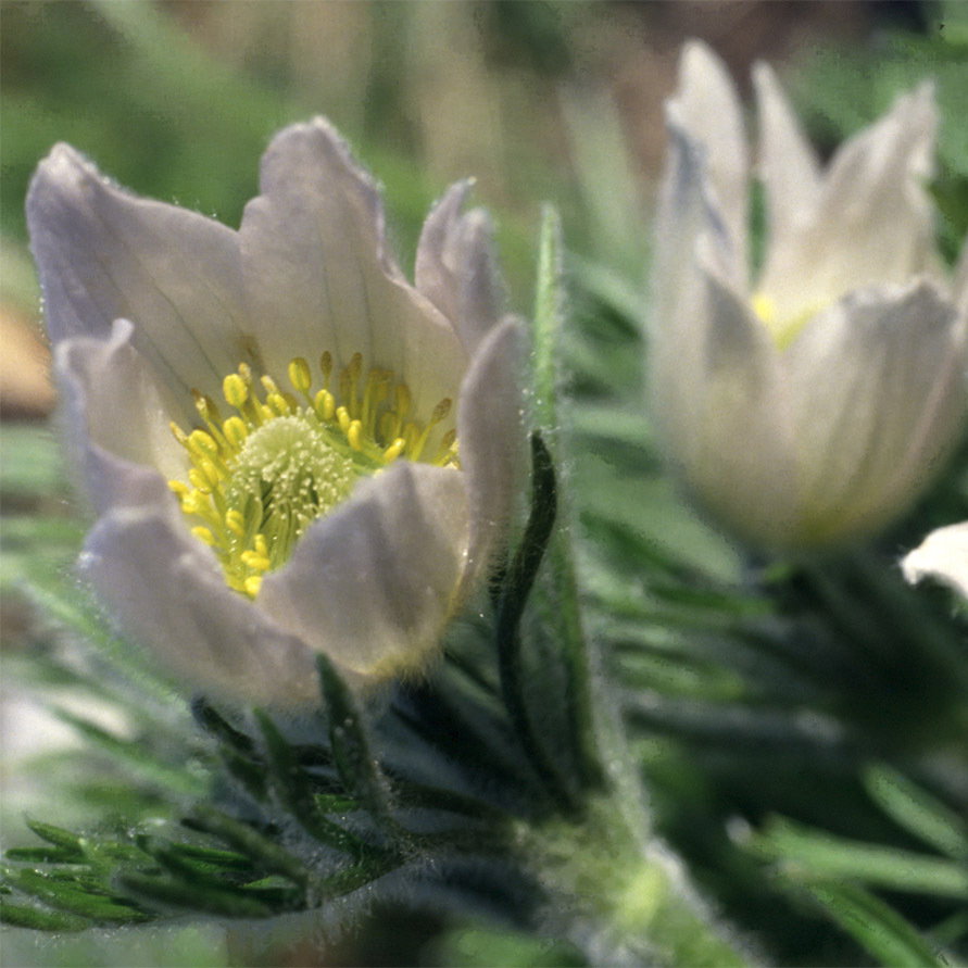 Pulsatilla Vulgaris Alba