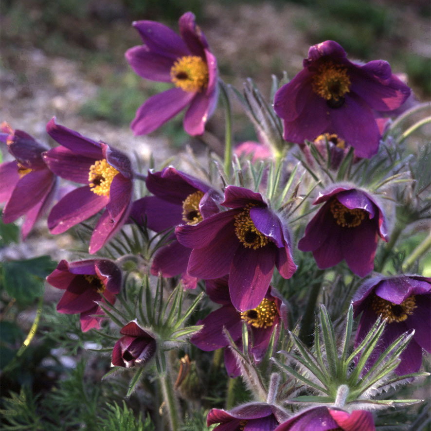 Pulsatilla Vulgaris