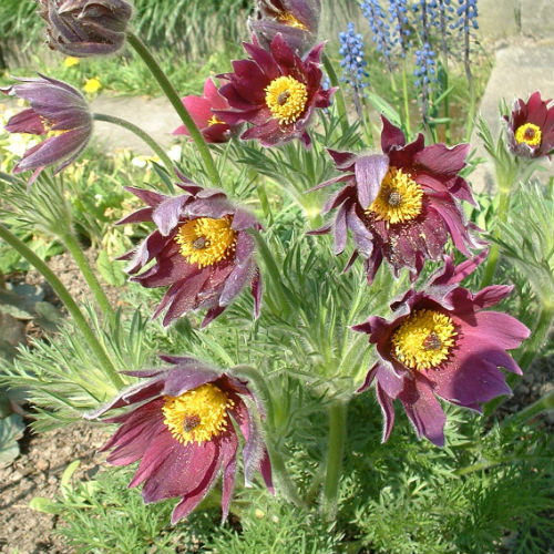 500 Pulsatilla Vulgaris