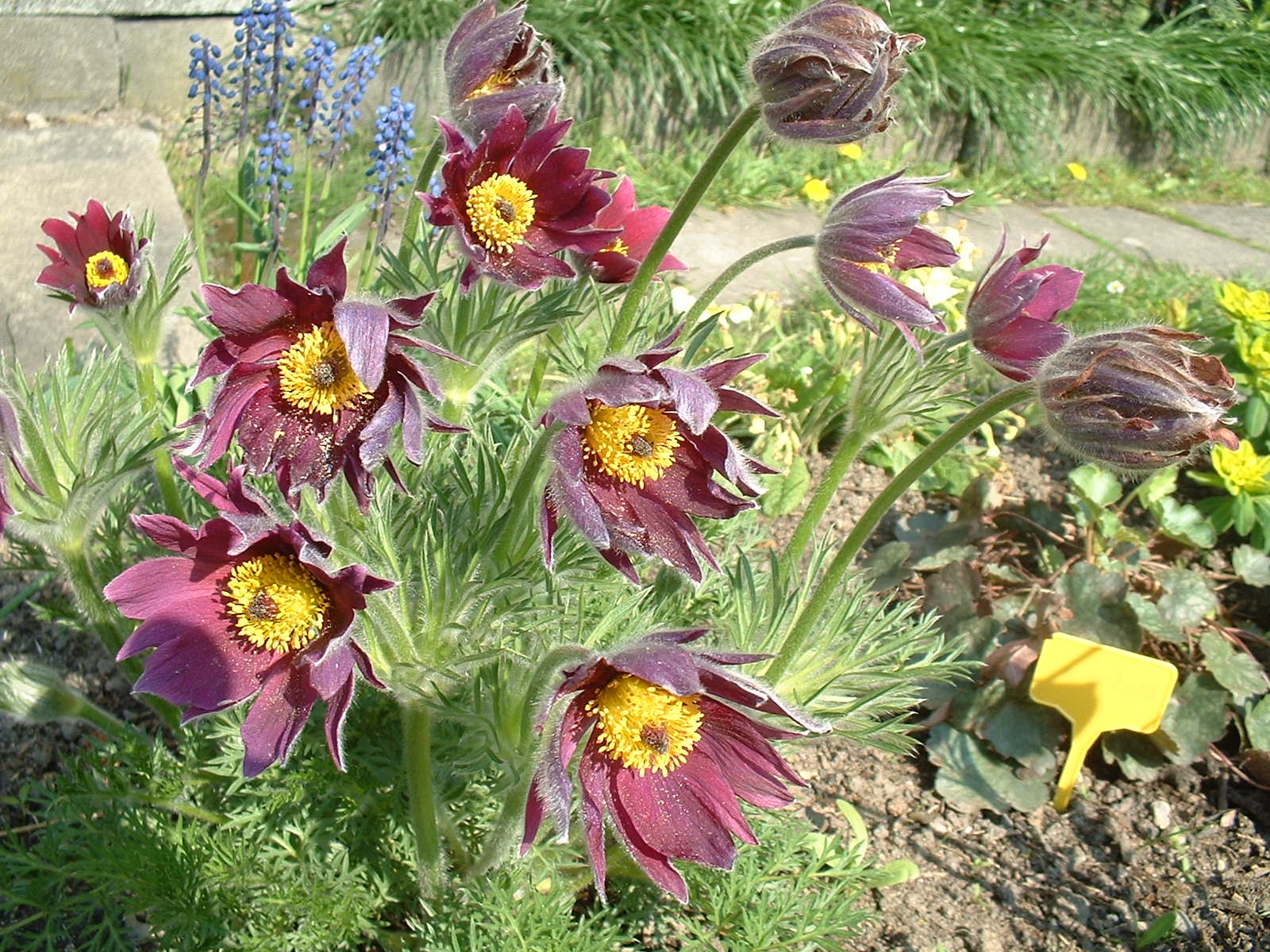 Pulsatilla Vulgaris
