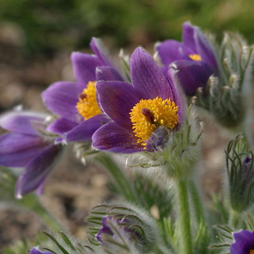 Pulsatilla Zimmermanii