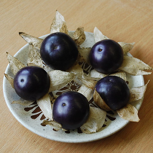 Purple Tomatillo