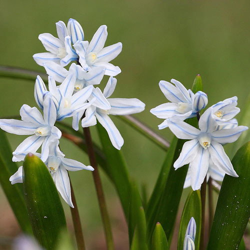 Puschkinia Scilloides