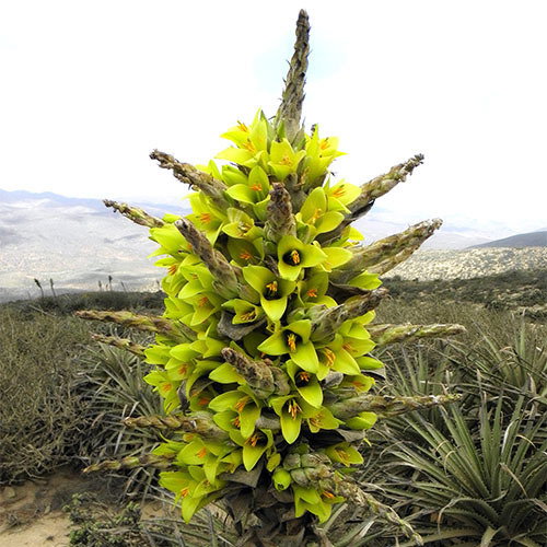 Puya Chilensis