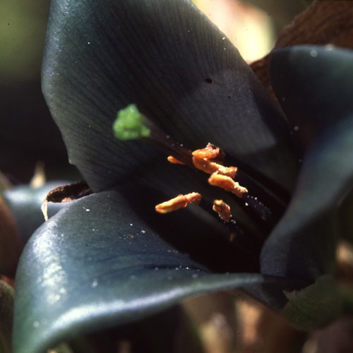 Puya Caerulea