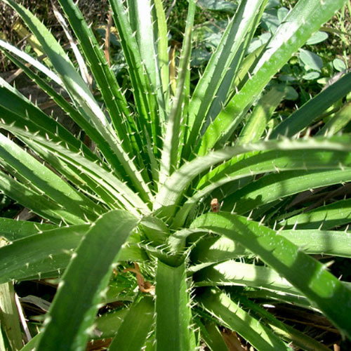 Puya Mirabilis