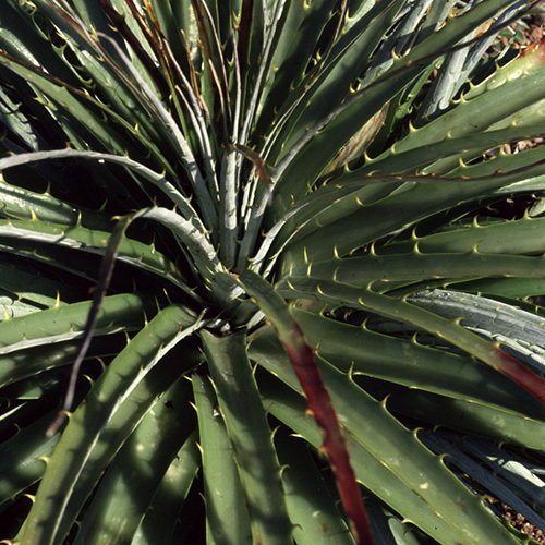 500 Puya Venusta