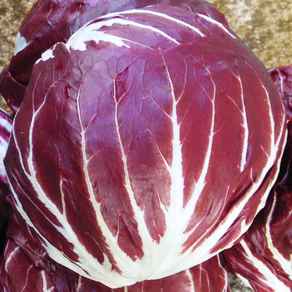 Palla Rossa