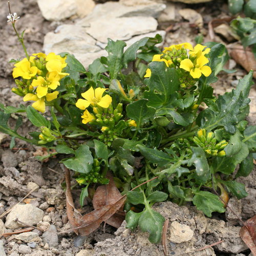 Raffenaldia Primuloides