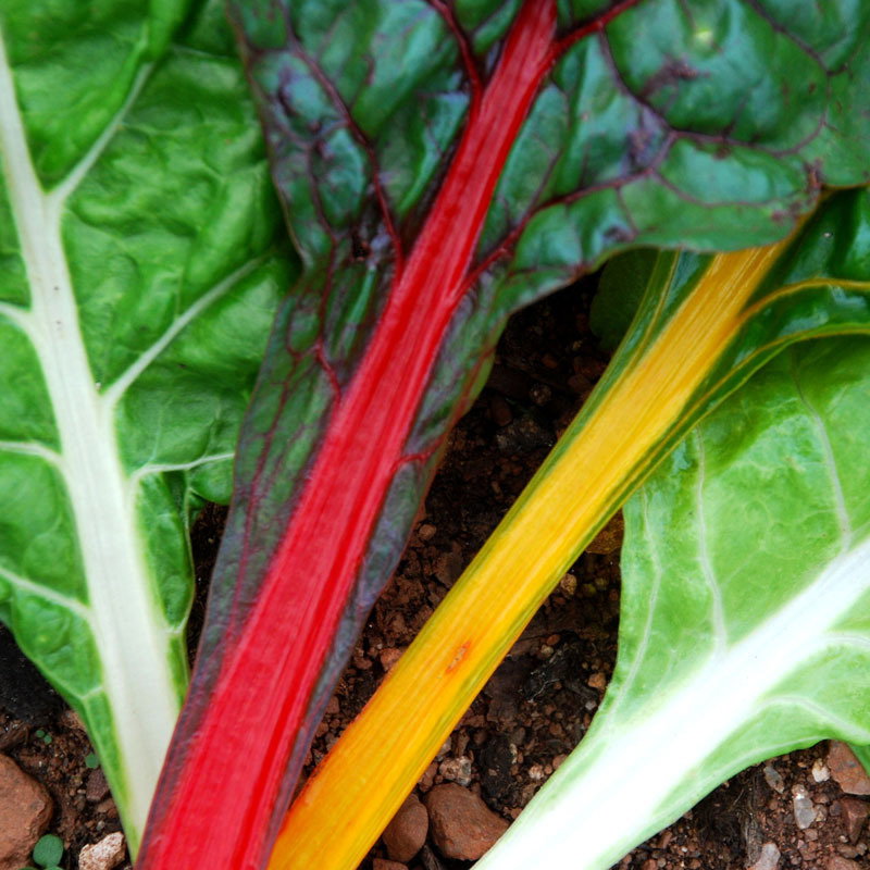 Rainbow Chard