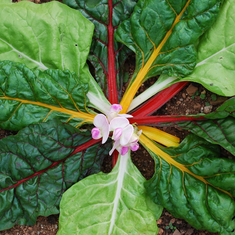 Rainbow Chard