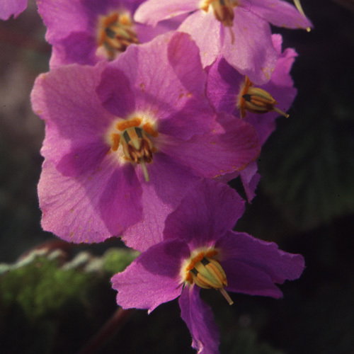 Ramonda Myconii