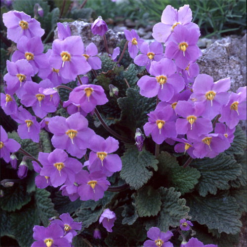 Ramonda Myconii Mid