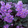Ramonda Myconii Mid