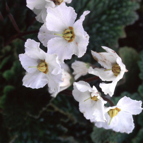 Ramonda Myconii Alba1