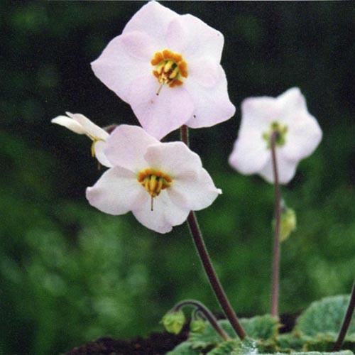 Ramonda Myconi Alba