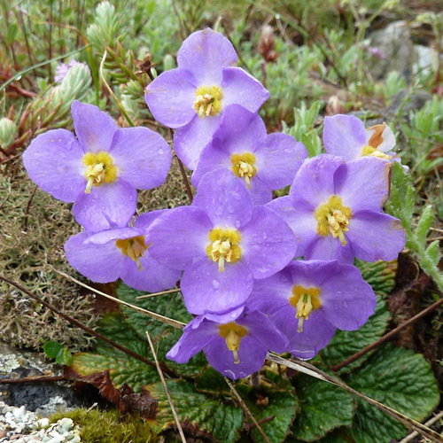 Raimonda Nathaliae