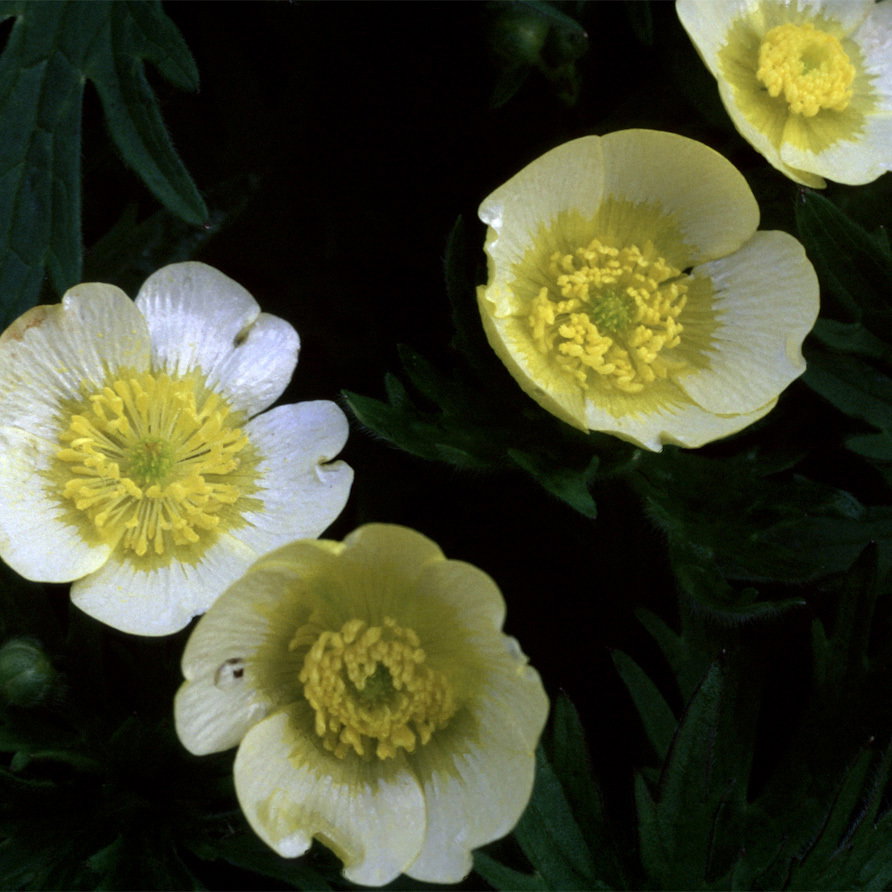 Ranunculus Acris Citrinus