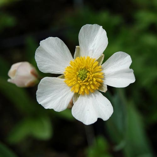 Ranunculus Amplexicaulis