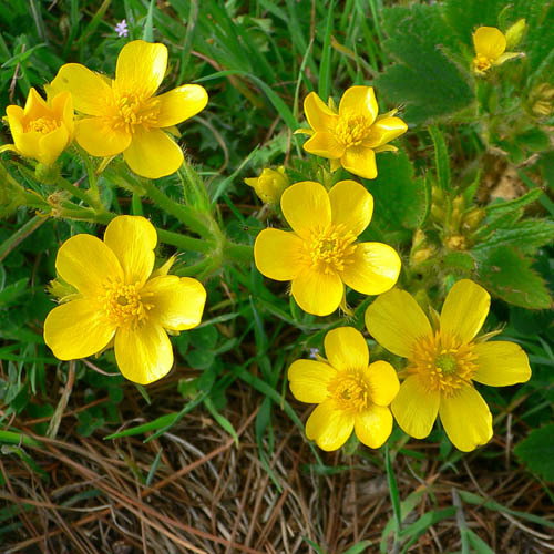 Ranunculus Cortusifolius