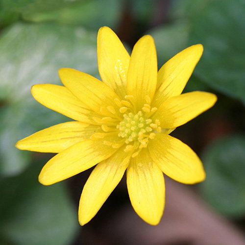 Ranunculus Ficaria