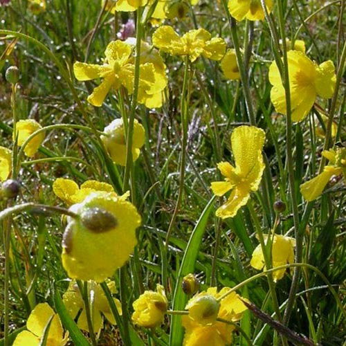 Ranunculus Gramineus